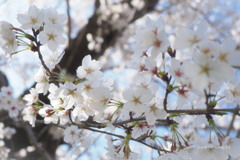 祭りの花