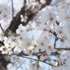 祭りの花