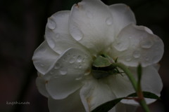 薔薇の涙