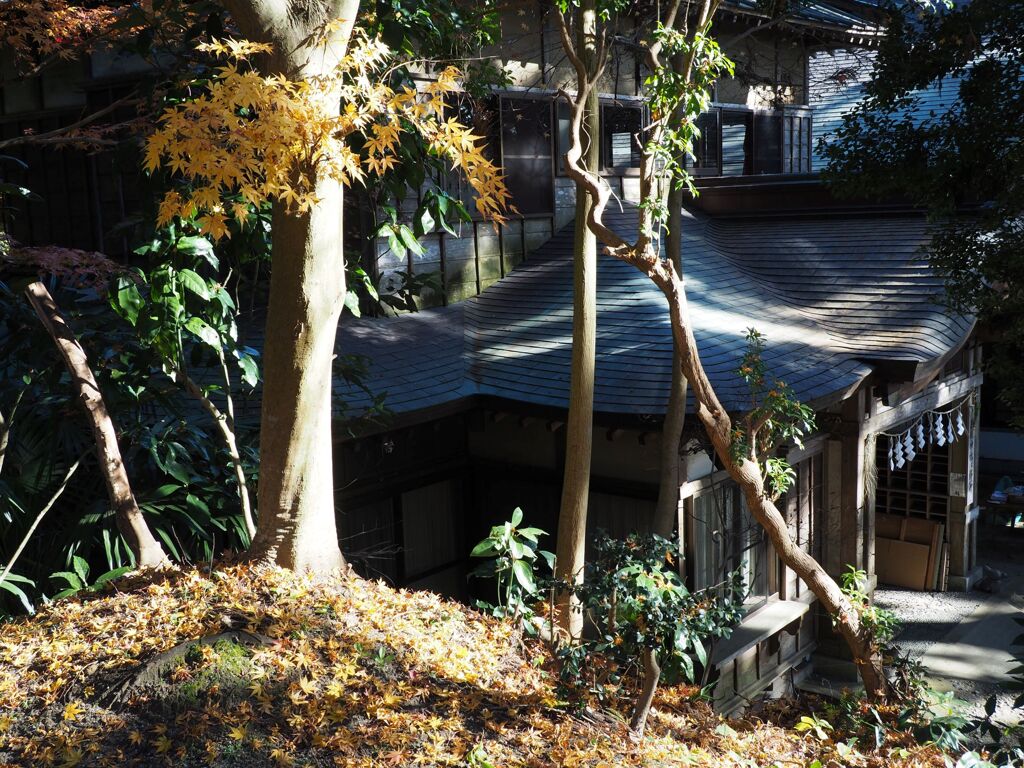 黄色い紅葉