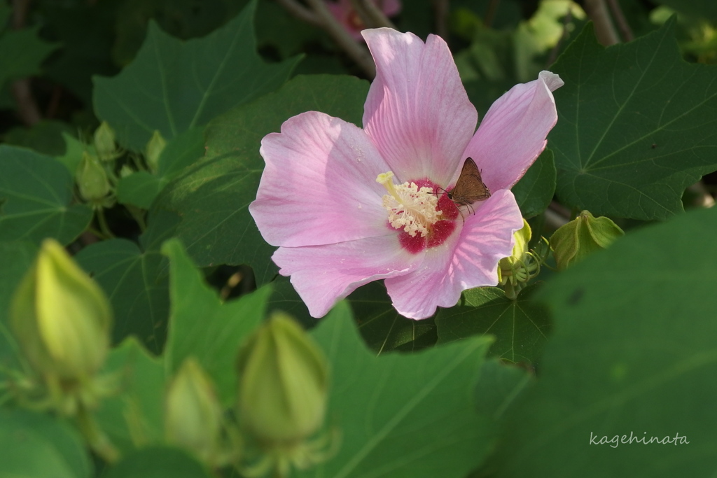 芙蓉花