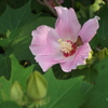 芙蓉花