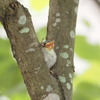 ヒナの木登り#２