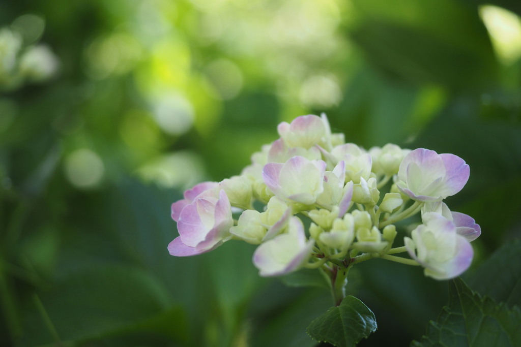 pure soft