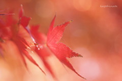 紅木花