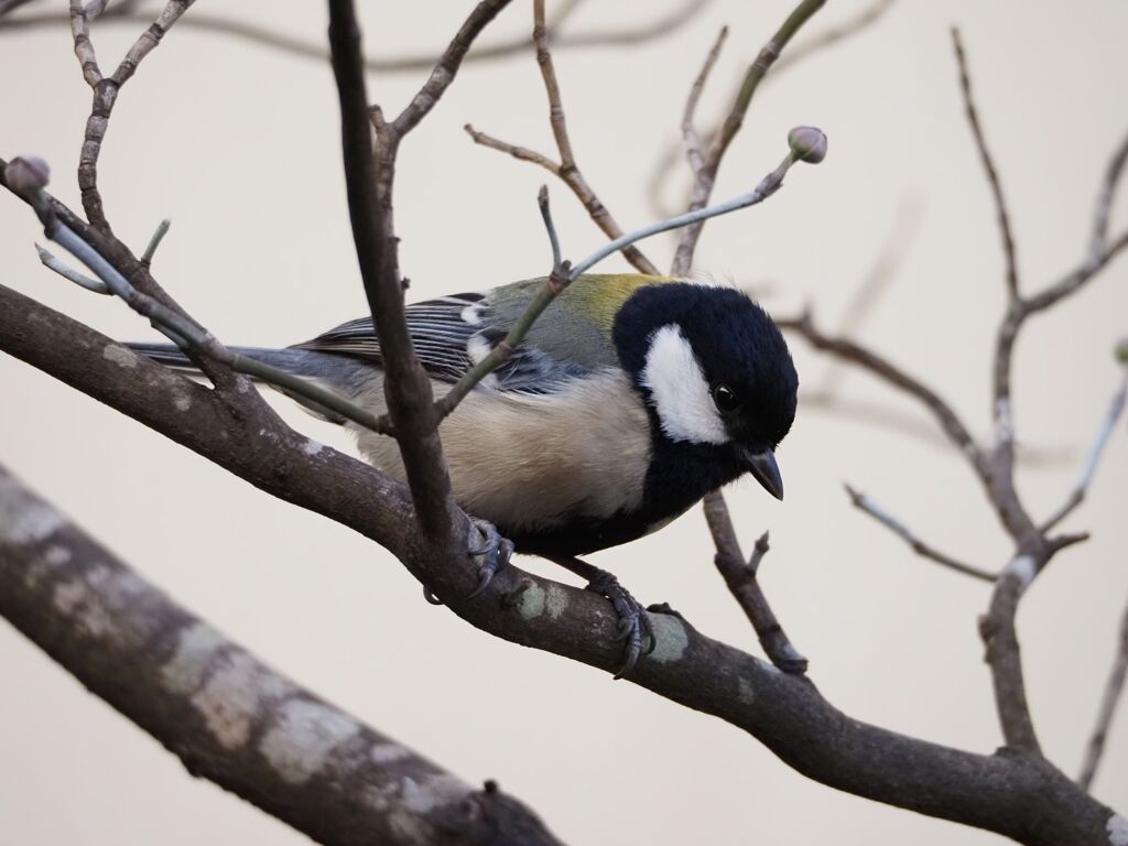 帰ってきたシジュウカラ