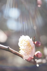 梅花春光