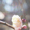 梅花春光