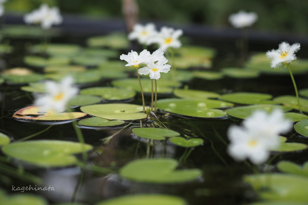 白花円舞