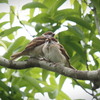 スズメの兄弟が公園で、