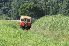 夏草