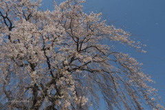 春風に舞う