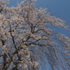 春風に舞う