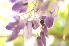 insect