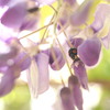 insect