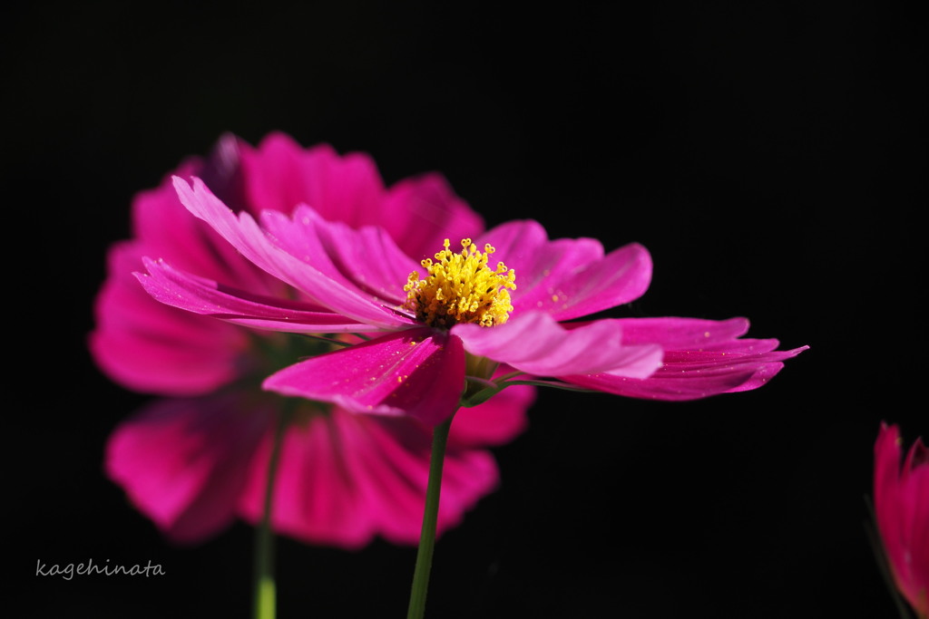 秋桜