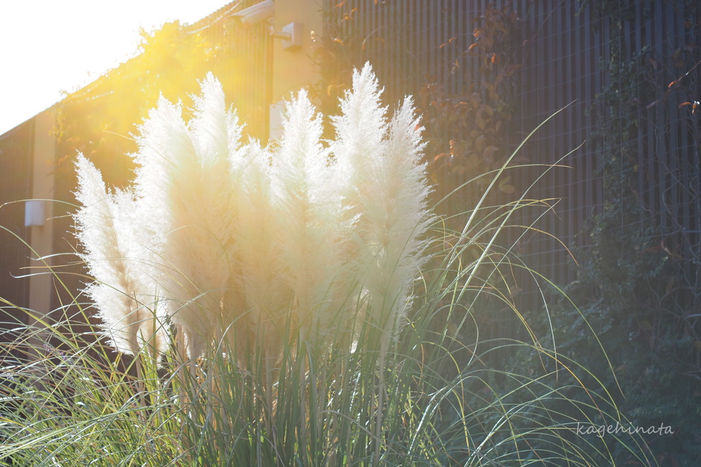 光るパンパス