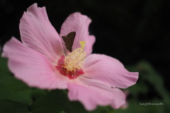 芙蓉花