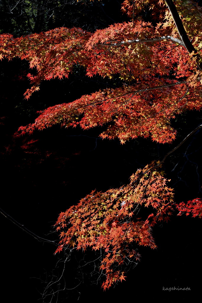 紅椛