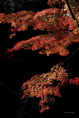 紅椛