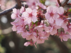 桜花