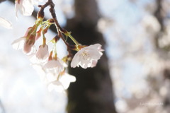 春陽