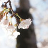 春陽