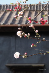 紅花白花