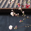 紅花白花
