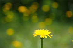 野の花