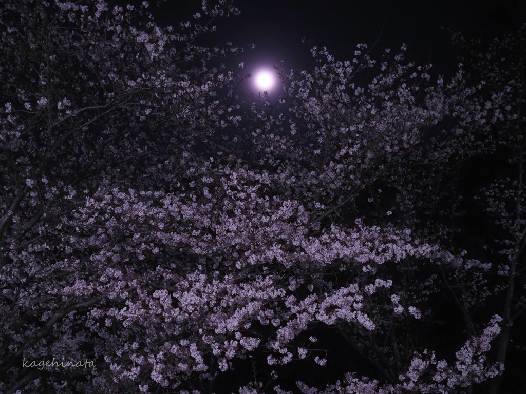 朧月夜 by カゲヒナタ （ID：13445255） - 写真共有サイト:PHOTOHITO