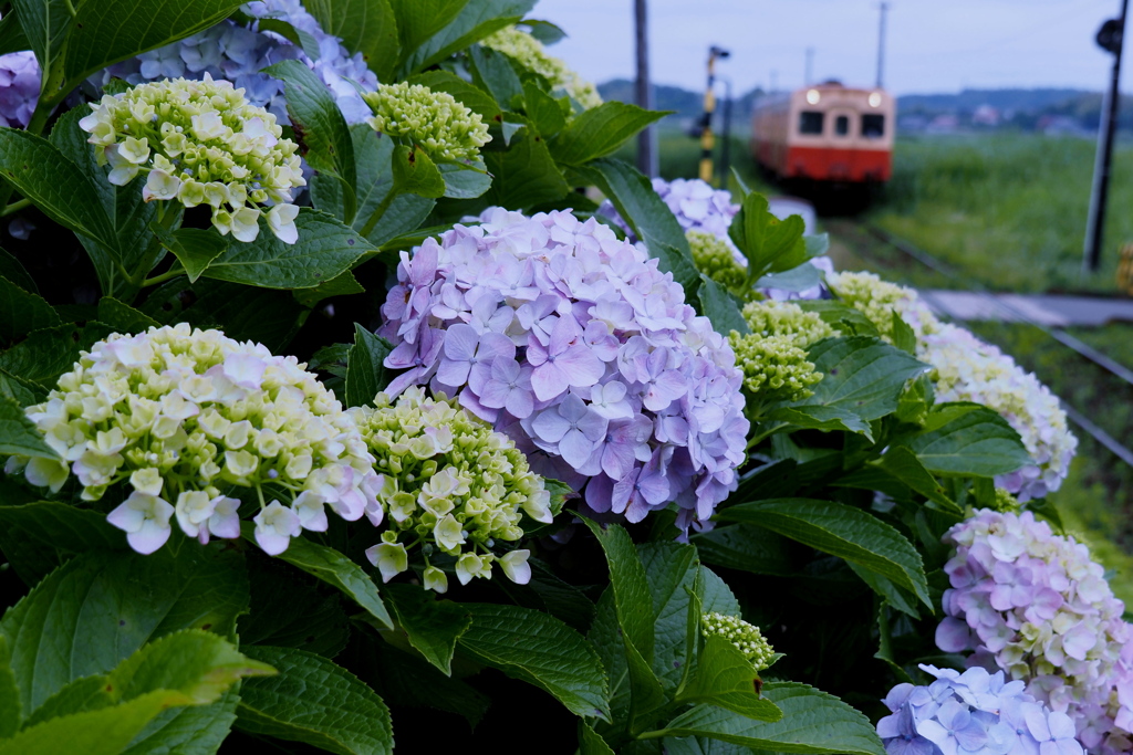 紫陽花と鉄