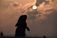 夕日とうさぎ