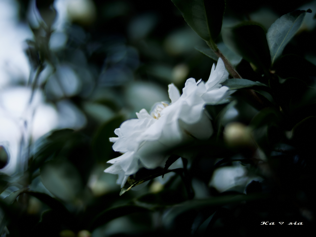 寒さも少しずつ