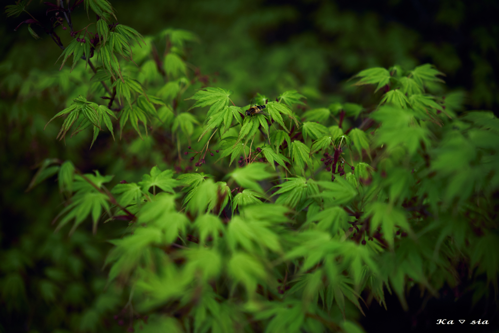 fresh verdure