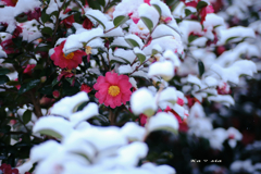 Snow and Camellia