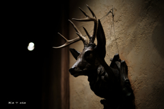 Deer head wall hanging