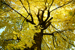 Dyed yellow(山下公園)