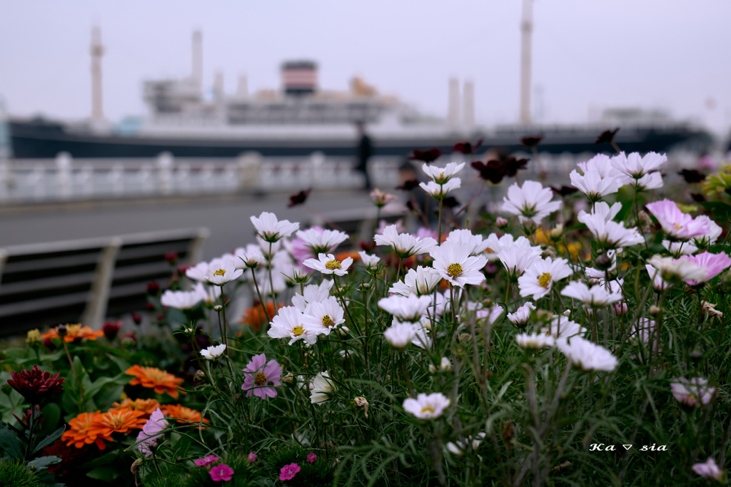 Autumn Port