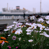 Autumn Port