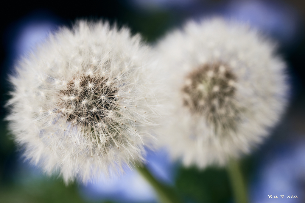 dandelion fluff