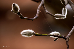Premonition of Spring