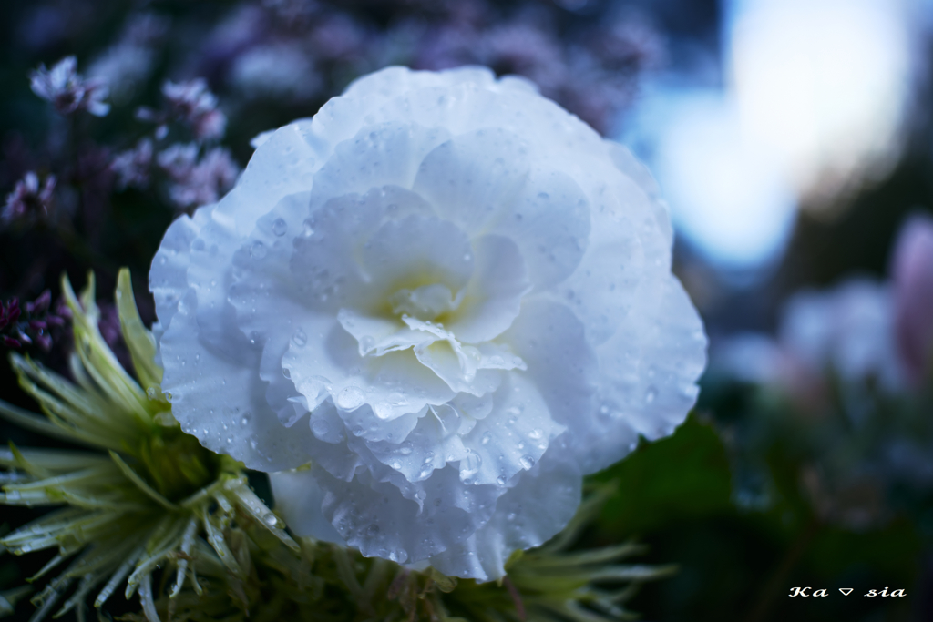 街のフラワーアレンジメント