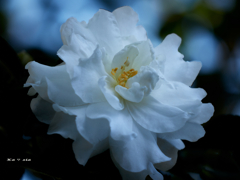 Loveliness