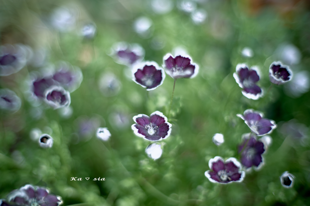 Penny Black