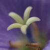 キキョウ雌花期