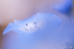 Gentle Blue
