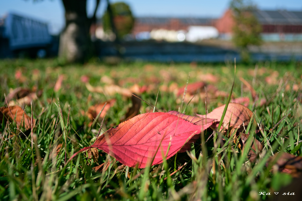 fallen leaves（象の鼻パーク）