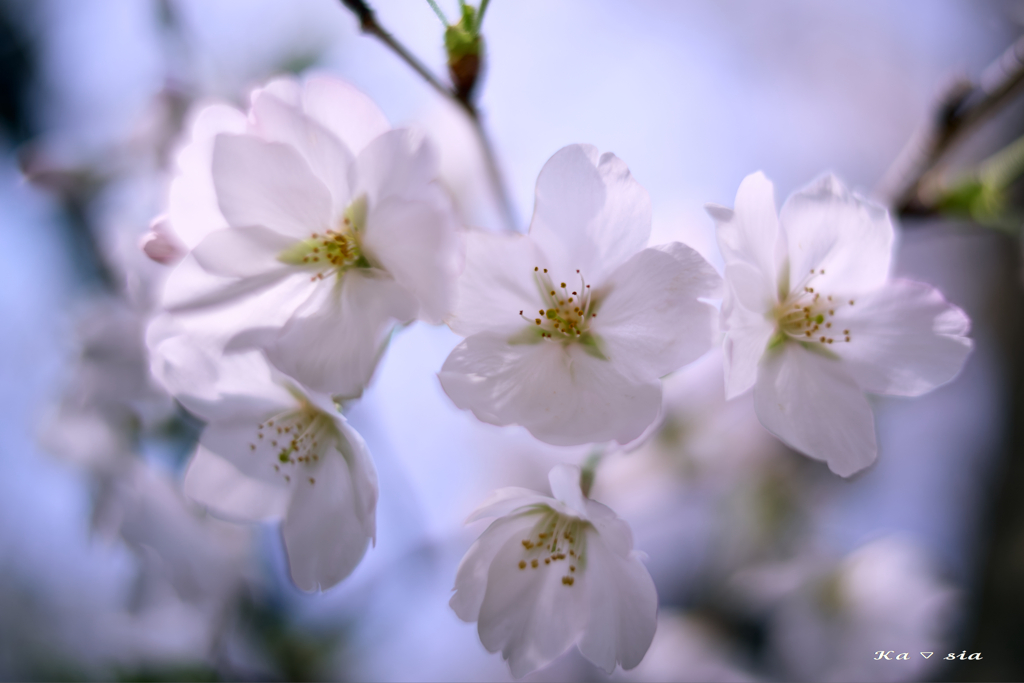 soft sunlight