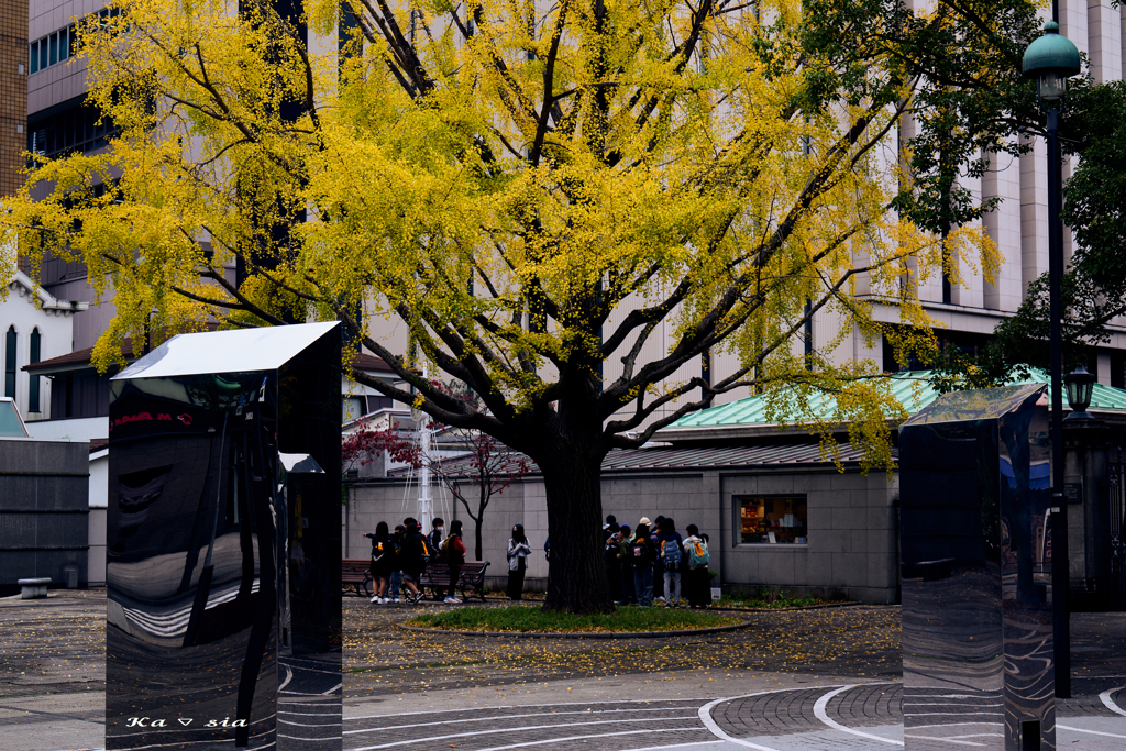 Under the ginkgo tree